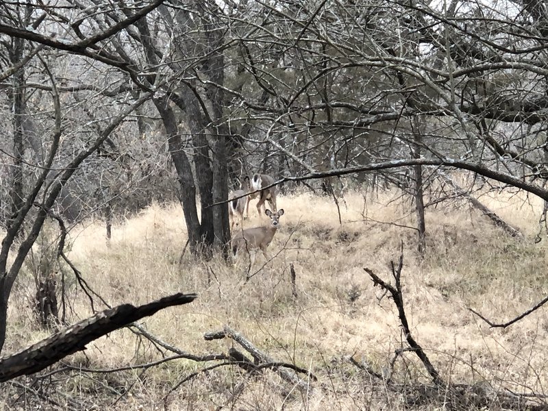 Deer and turkey are a very common sight in this park.