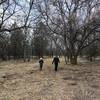 This trail is under construction; they ground up all the cedar trees with a machine and will put int a mulched path soon.