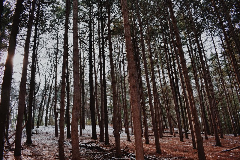 Provin Trails Park" courtesy of Kent County Parks Department.