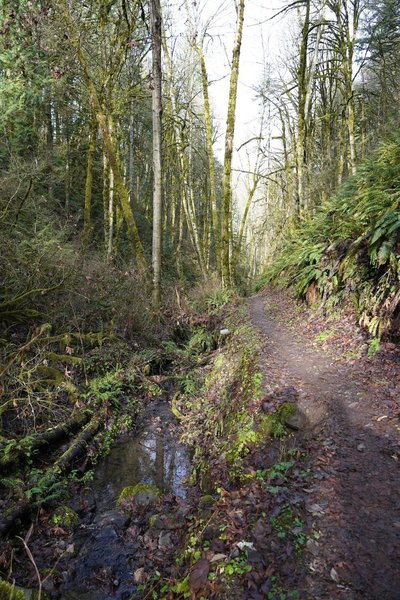 Descending Nature Trail by the stream