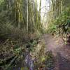 Descending Nature Trail by the stream