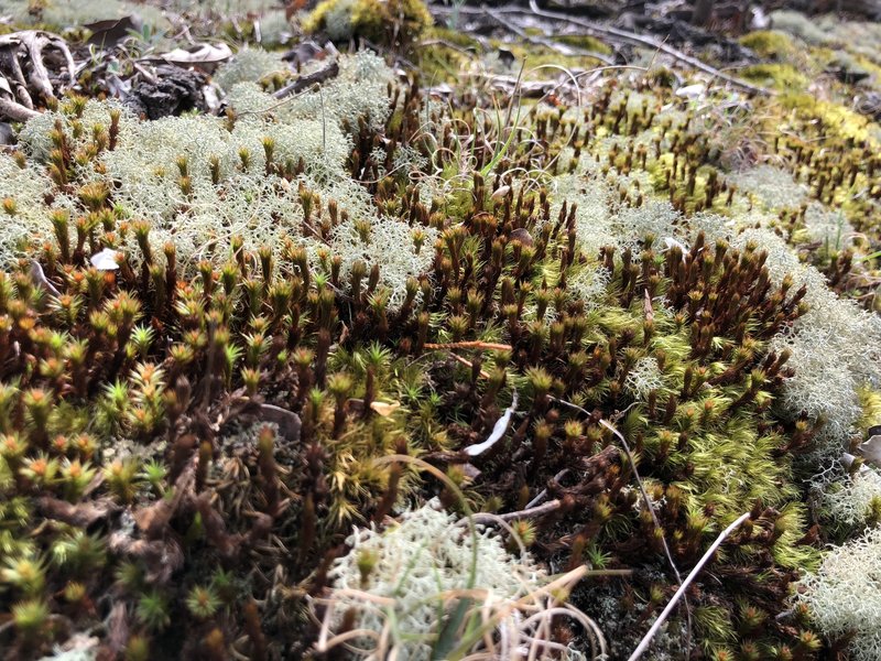 very cool moss on a rock!