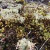 very cool moss on a rock!