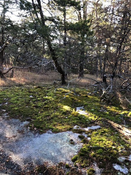 There are huge moss beds along this trail.