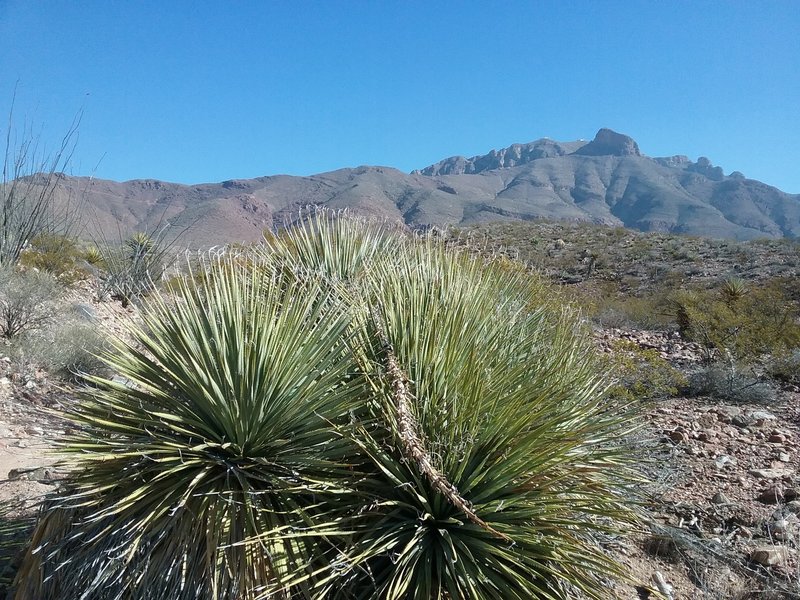 View of the Franklin Mountains in the winter.