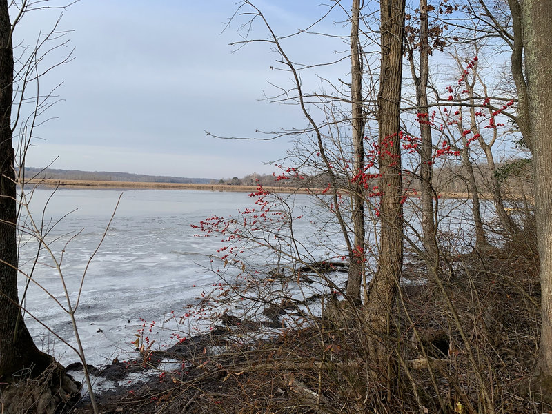 Winterberry holly on the icy shores of the North Glebe Marsh