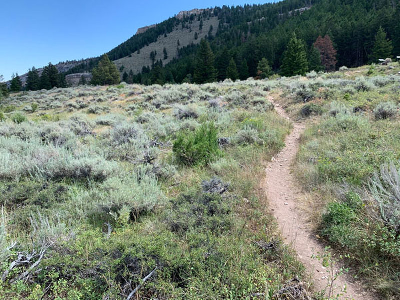 Nice singletrack through the sage.