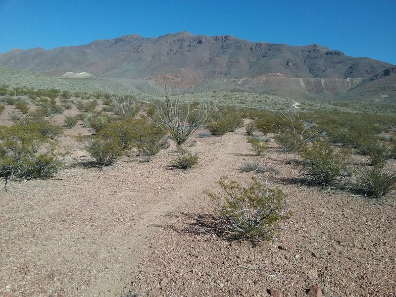 Looking east from the trail