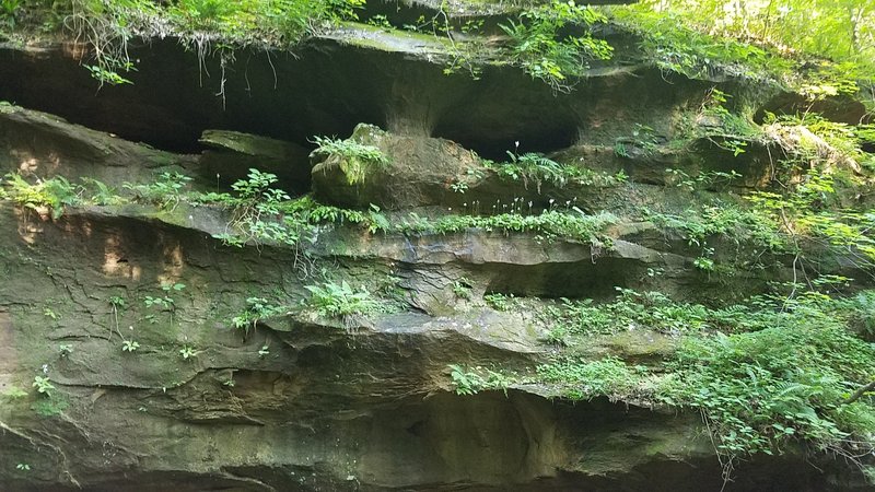 Plants clinging to rock ledges