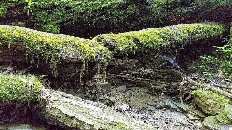 Moss covered log