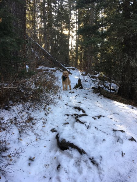 12/23/2019. Winter trail is icy at first but packs down just after the falls.