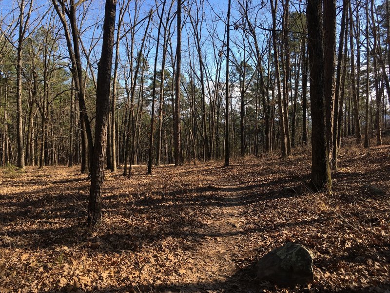 A lot of the trail is very gentle, and flat.