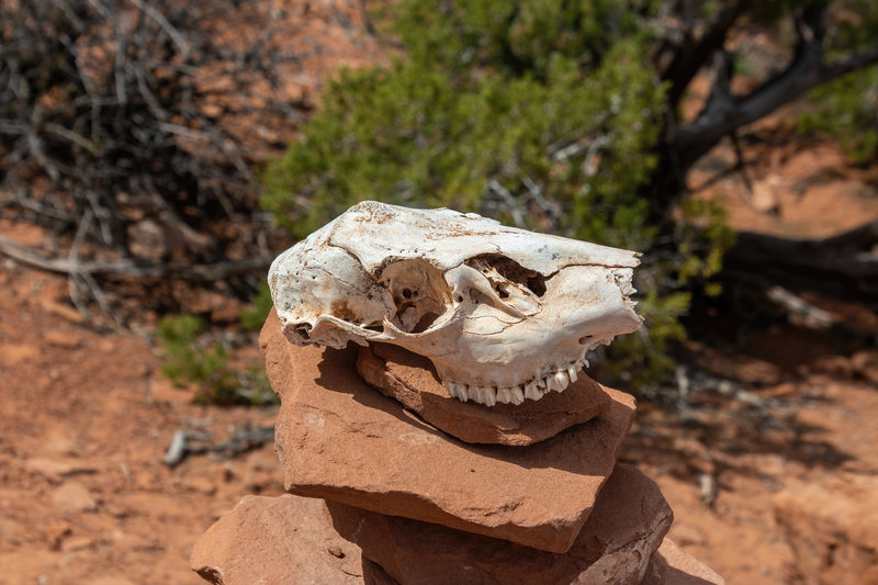 A "skull cairn" on Broken Arch Trail