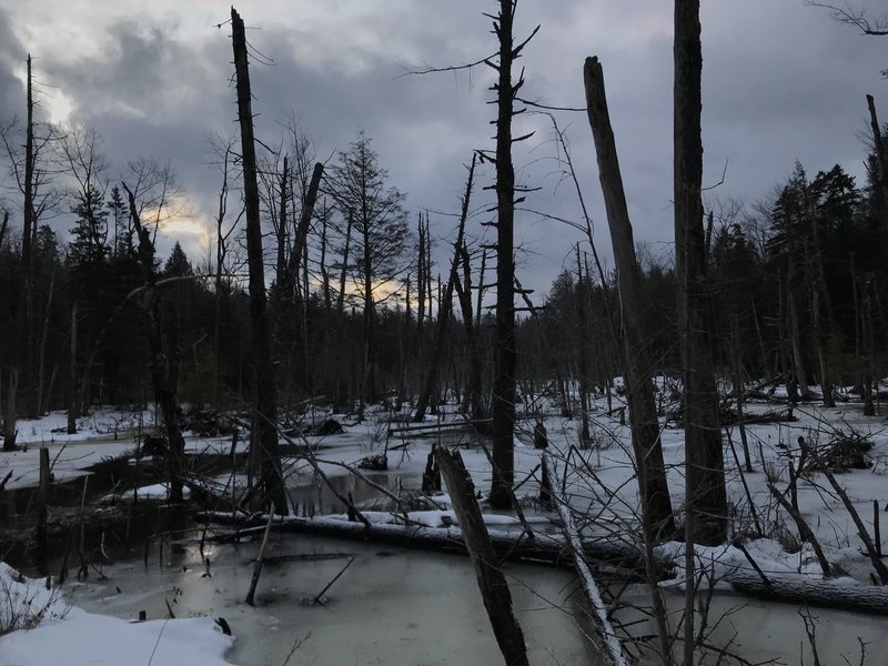 A swamp at the break of dawn.