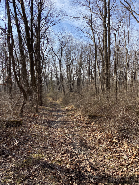 Beginning of Quarry Trail