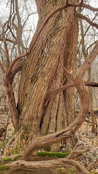 A huge twisted old tree with large grapevines.