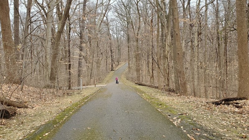 Warbler Road Trail through a mature woods.