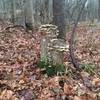 Fungus along the trail!