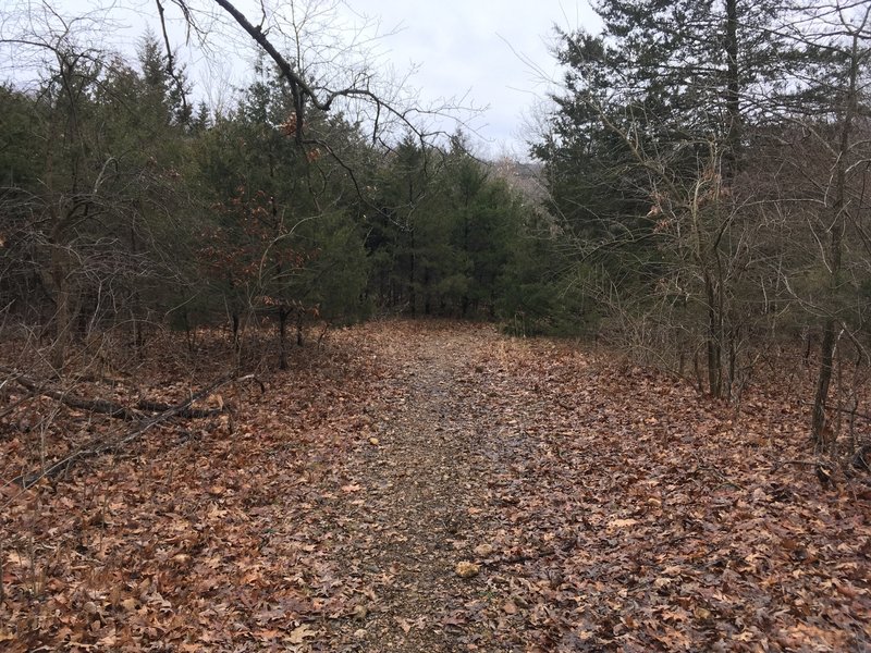 Normal forested part of the trail.