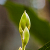 Even with recent freezing weather, some plants continue to develop.