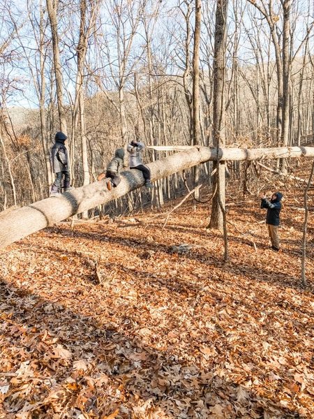 We found this awesome fallen tree.