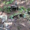 Fairy House alongside trail