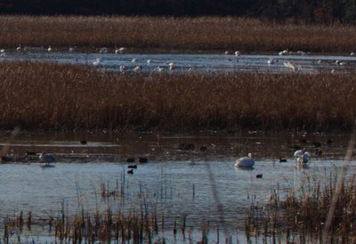 See migrating Tundra Swans from the viewing platform during winter.