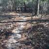 Upland trail at Chehaw Park