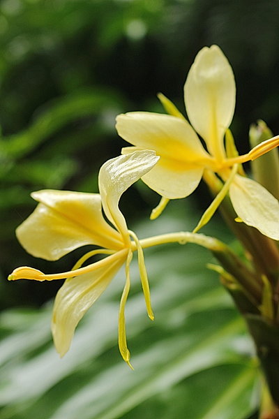 Akaka Falls State Park, Pepeekeo (504237)