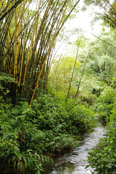 Akaka Falls State Park, Pepeekeo (504219)