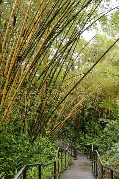 Akaka Falls State Park, Pepeekeo (504217)