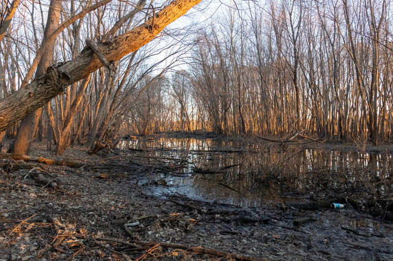 This trail is surrounded by trees and areas that flood easy.