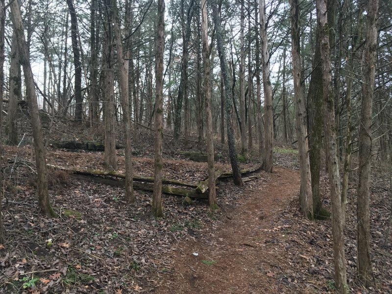 Looking back from the staircase. This is what most of the trail will look like.