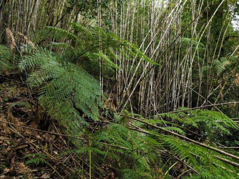 Ferns and bamboo in this temperate rain forest