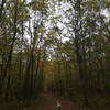 Walking along the North Fire Road in early autumn