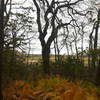 Looking southeast over the marsh from the woods.