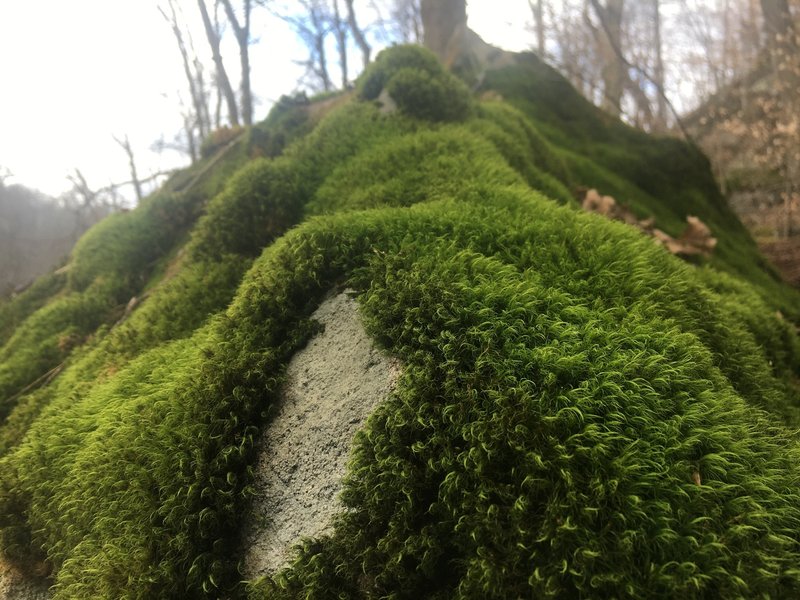 Moss covered rock