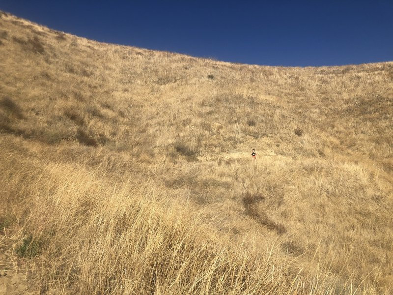 Overgrown trails