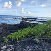 Along the Kawaii Shoreline Trail