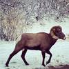 One of the many bighorn encountered in the canyon