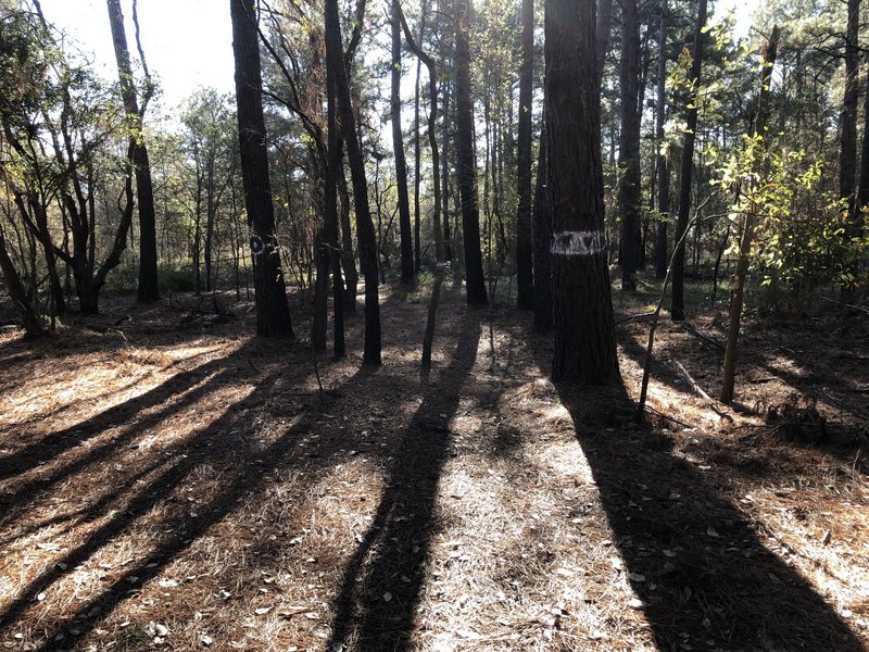 Junction of Lamb Trail and Kobs Trace, looking south along Kobs.