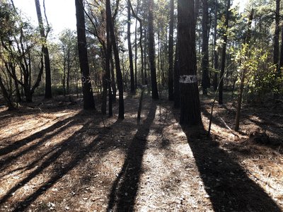 Junction of Lamb Trail and Kobs Trace, looking south along Kobs.