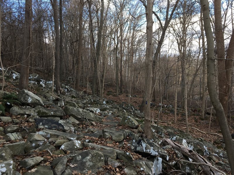 A rocky area on the connector trail between the ridge trail and the greenway trail in Susquehanna park