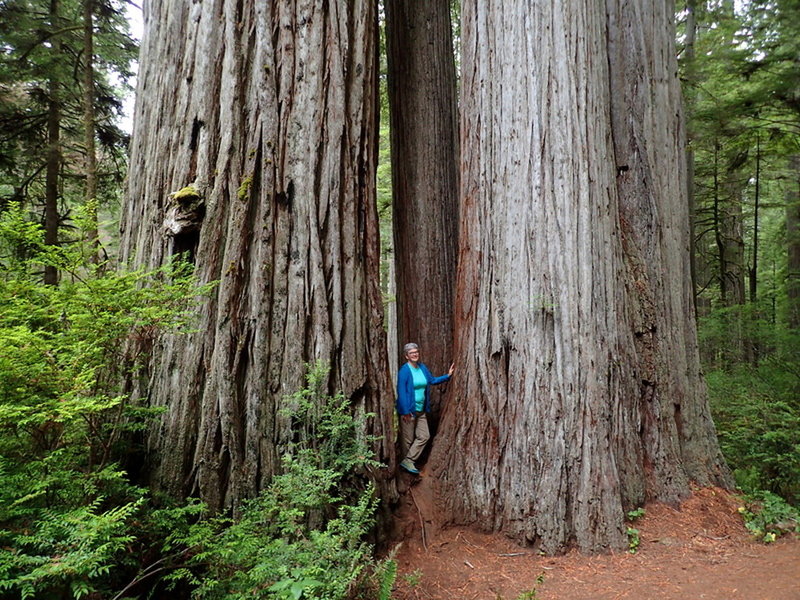 Among the redwoods on the way to the Boy Scout Tree