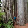 Among the redwoods on the way to the Boy Scout Tree