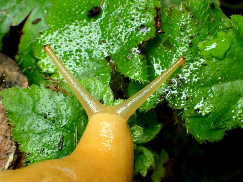 A slug eyeing lunch near the Boy Scout Tree