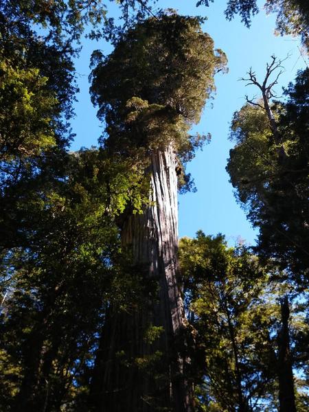 Massive Alerce on the trail