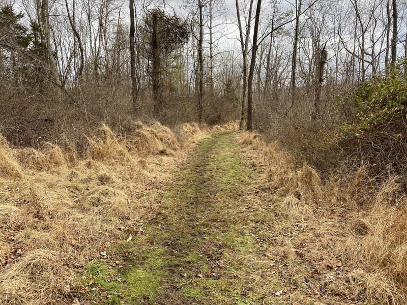 Typical part of eastern Old Mill Trail near southern trailhead.