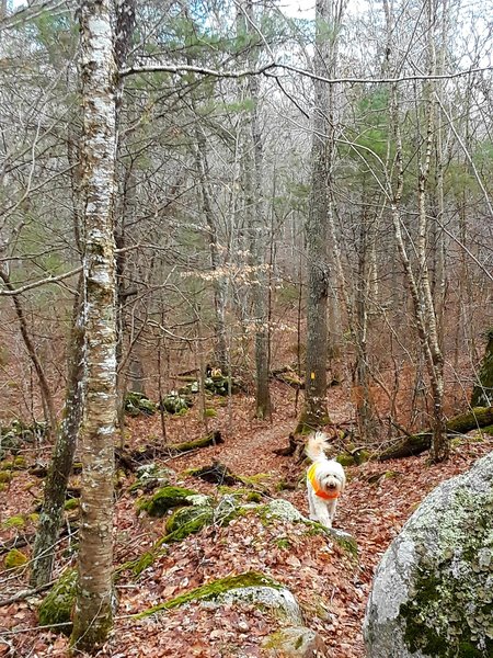 Descending with Jack along the Bald Hill Brook Trail