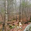 Descending with Jack along the Bald Hill Brook Trail